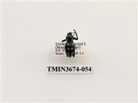 藏品(象鼻蟲(2))的圖片